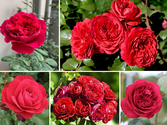 Monalisa Rose Perennial Seeds, 30+ seeds