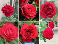 30+ Seeds| Monalisa Rose Perennial  Seeds- #1175
