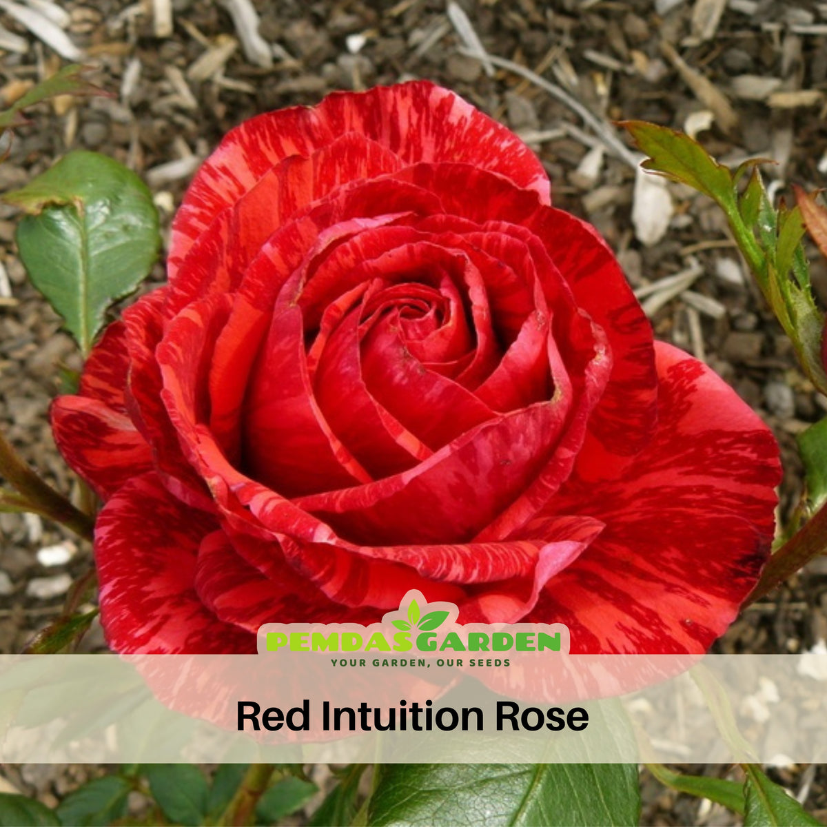 Red Intuition Perennial Rose Seeds - Garden Rose, 30+ seeds