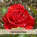 30+ Seeds| Red Intuition Perennial Rose Seeds - Garden Rose - Striped Red Blooms - Long Blooming - Ornamental Flower - Cottage Garden#1176
