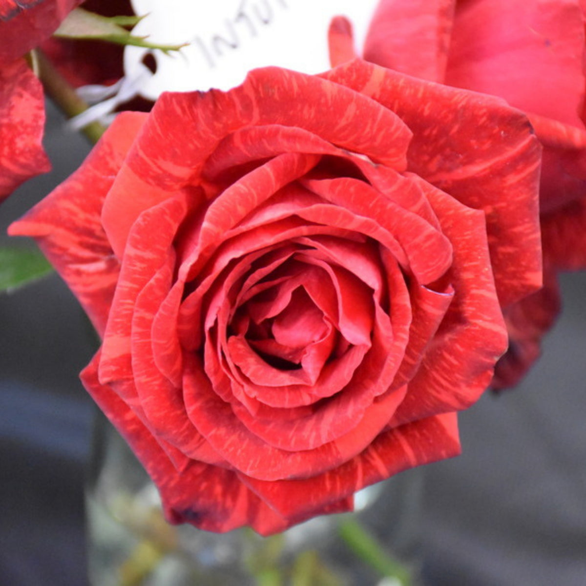 Red Intuition Perennial Rose Seeds - Garden Rose, 30+ seeds
