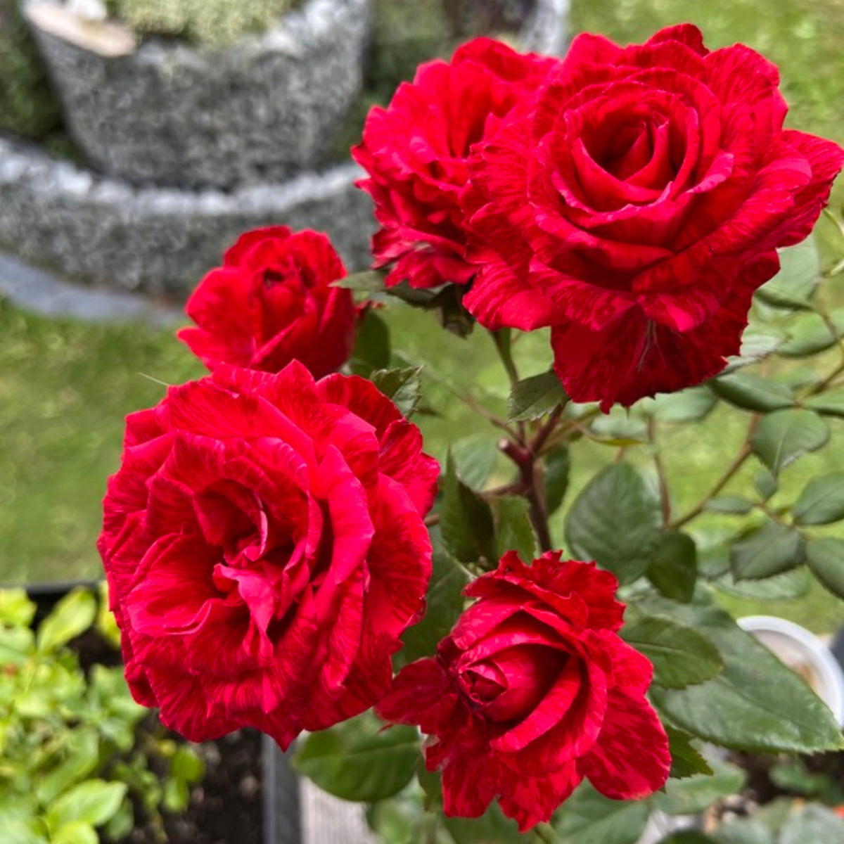 Red Intuition Perennial Rose Seeds - Garden Rose, 30+ seeds