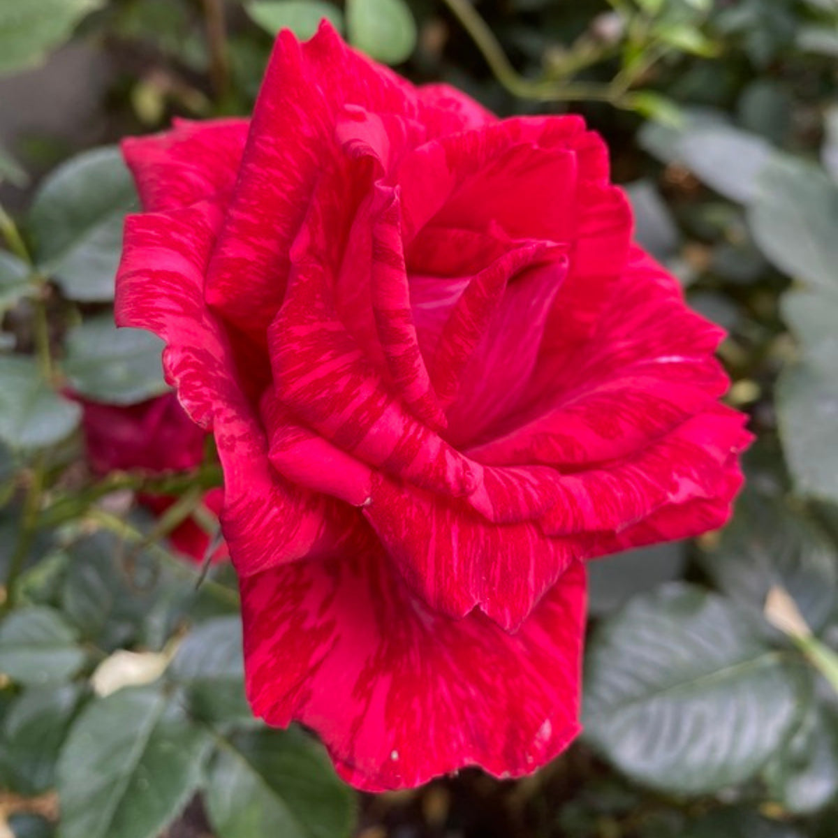 Red Intuition Perennial Rose Seeds - Garden Rose, 30+ seeds