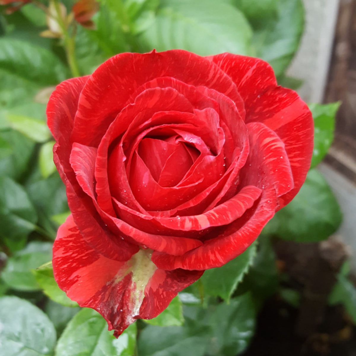 Red Intuition Perennial Rose Seeds - Garden Rose, 30+ seeds