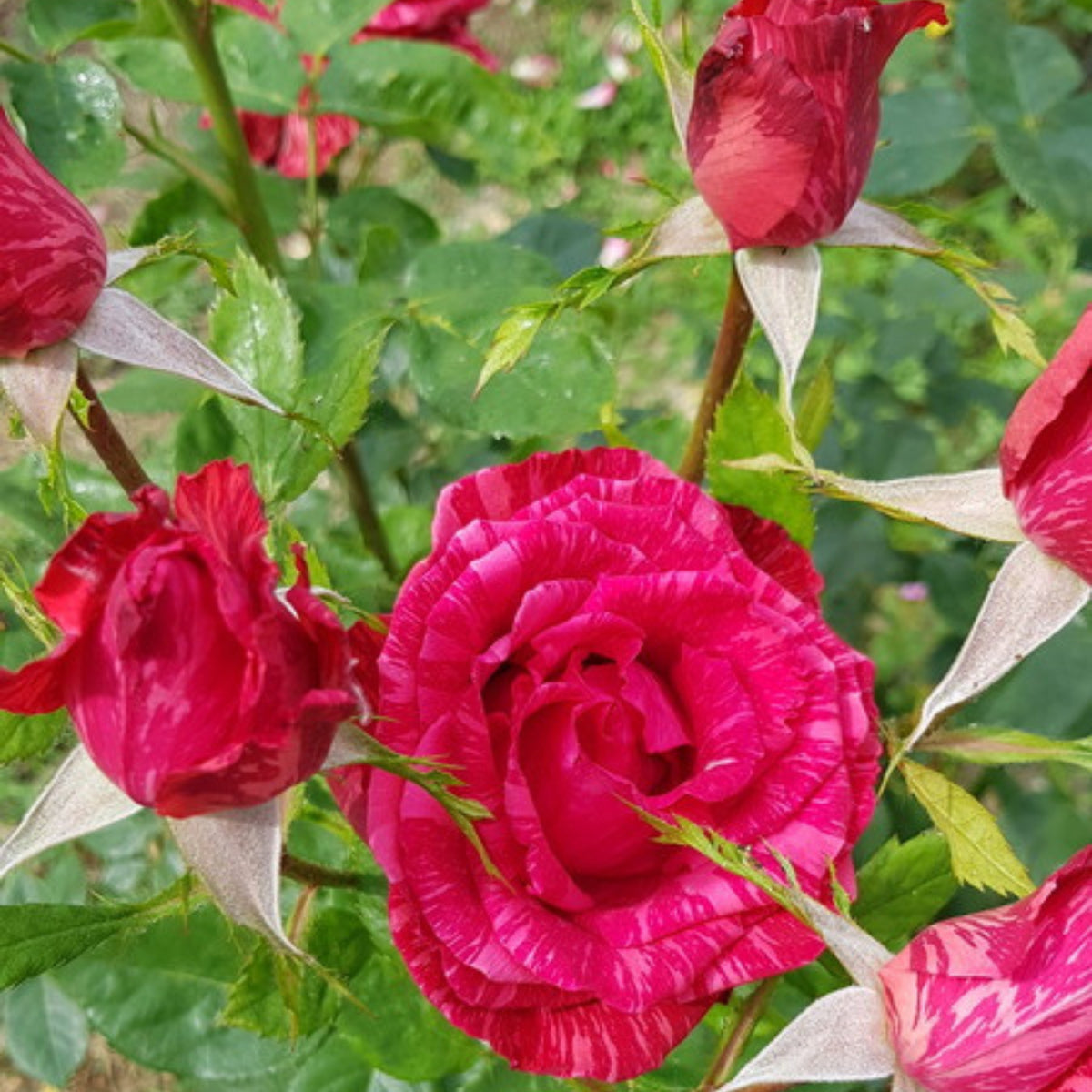 Red Intuition Perennial Rose Seeds - Garden Rose, 30+ seeds