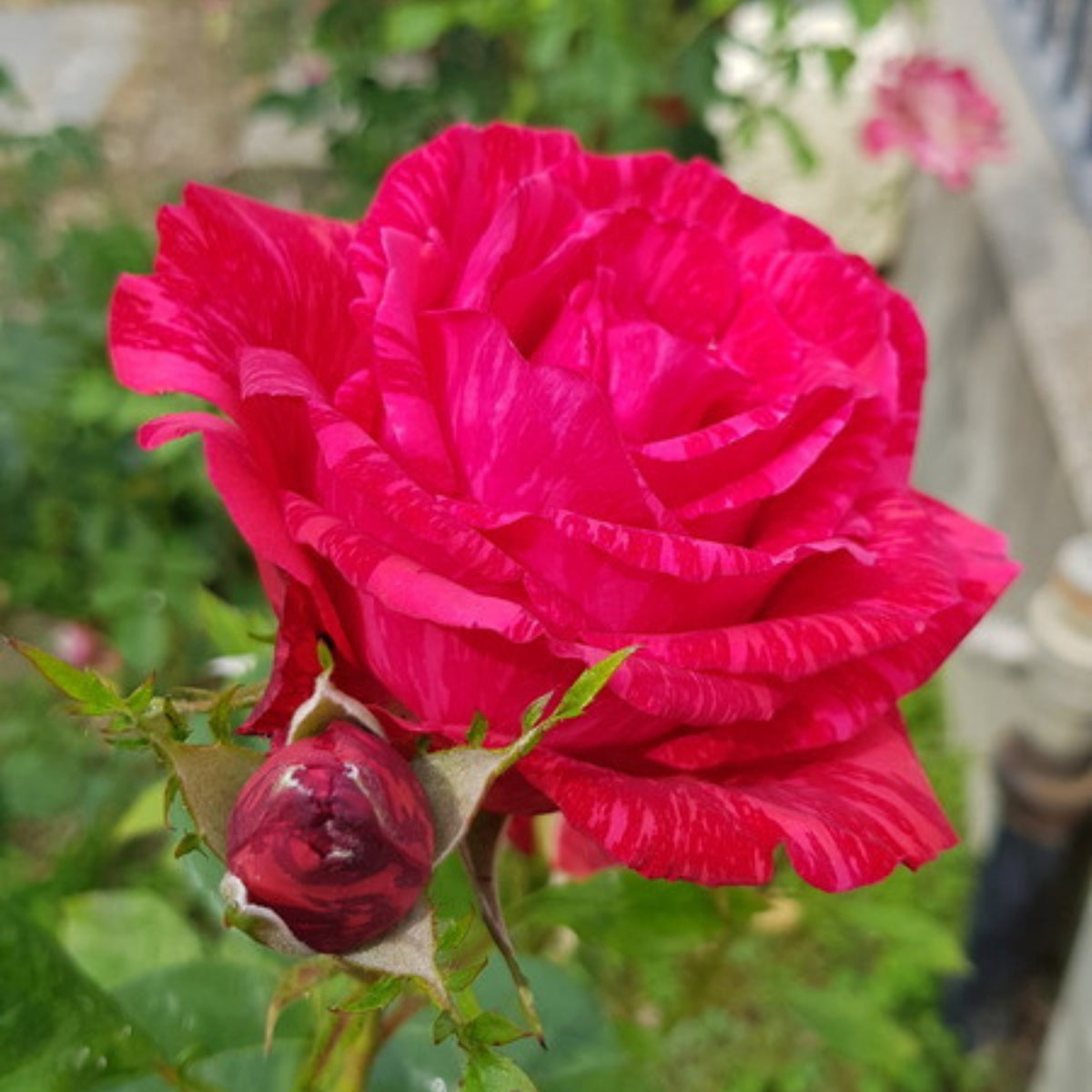 Red Intuition Perennial Rose Seeds - Garden Rose, 30+ seeds