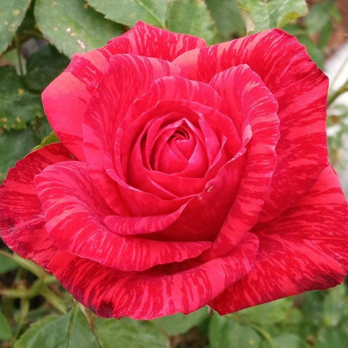 Red Intuition Perennial Rose Seeds - Garden Rose, 30+ seeds