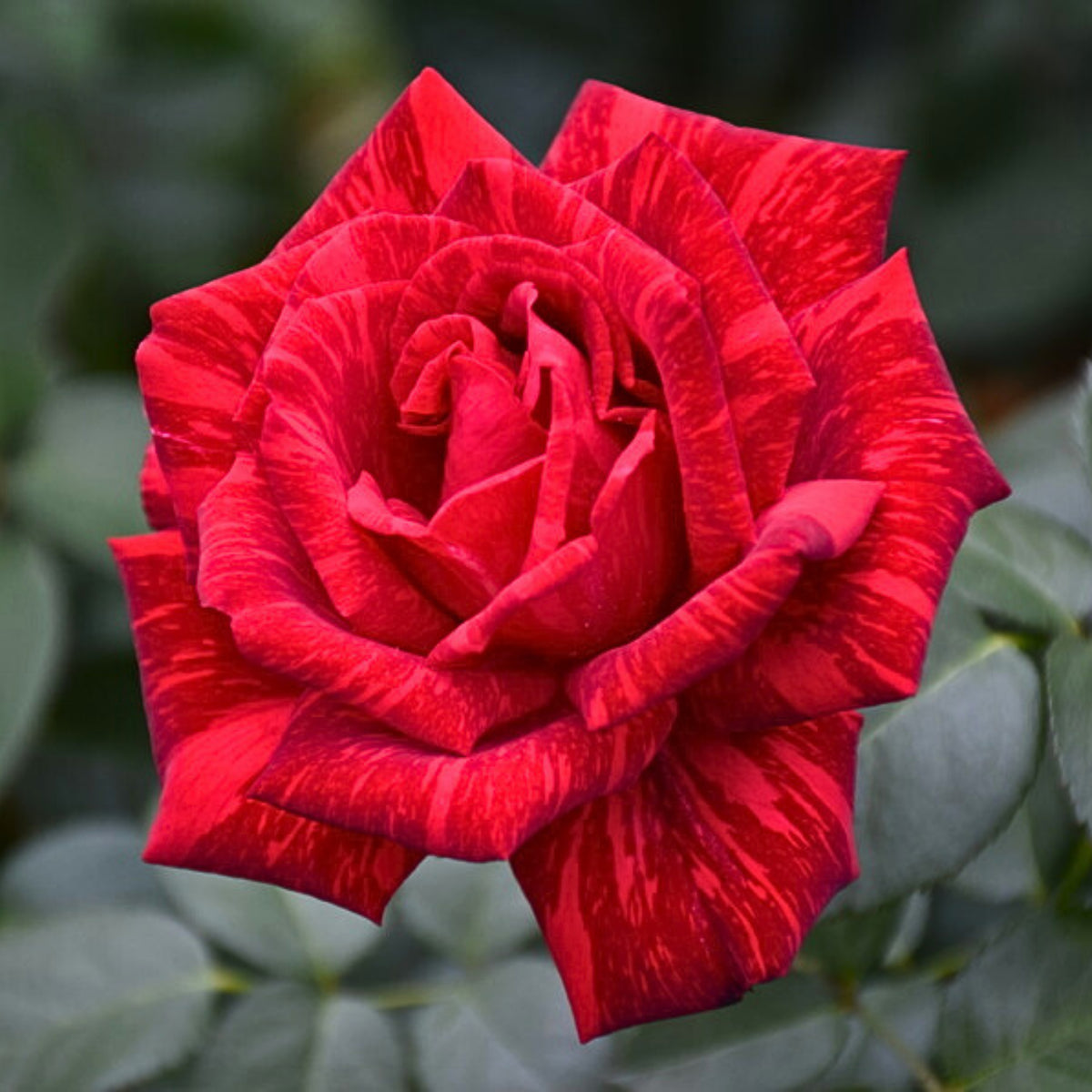 Red Intuition Perennial Rose Seeds - Garden Rose, 30+ seeds