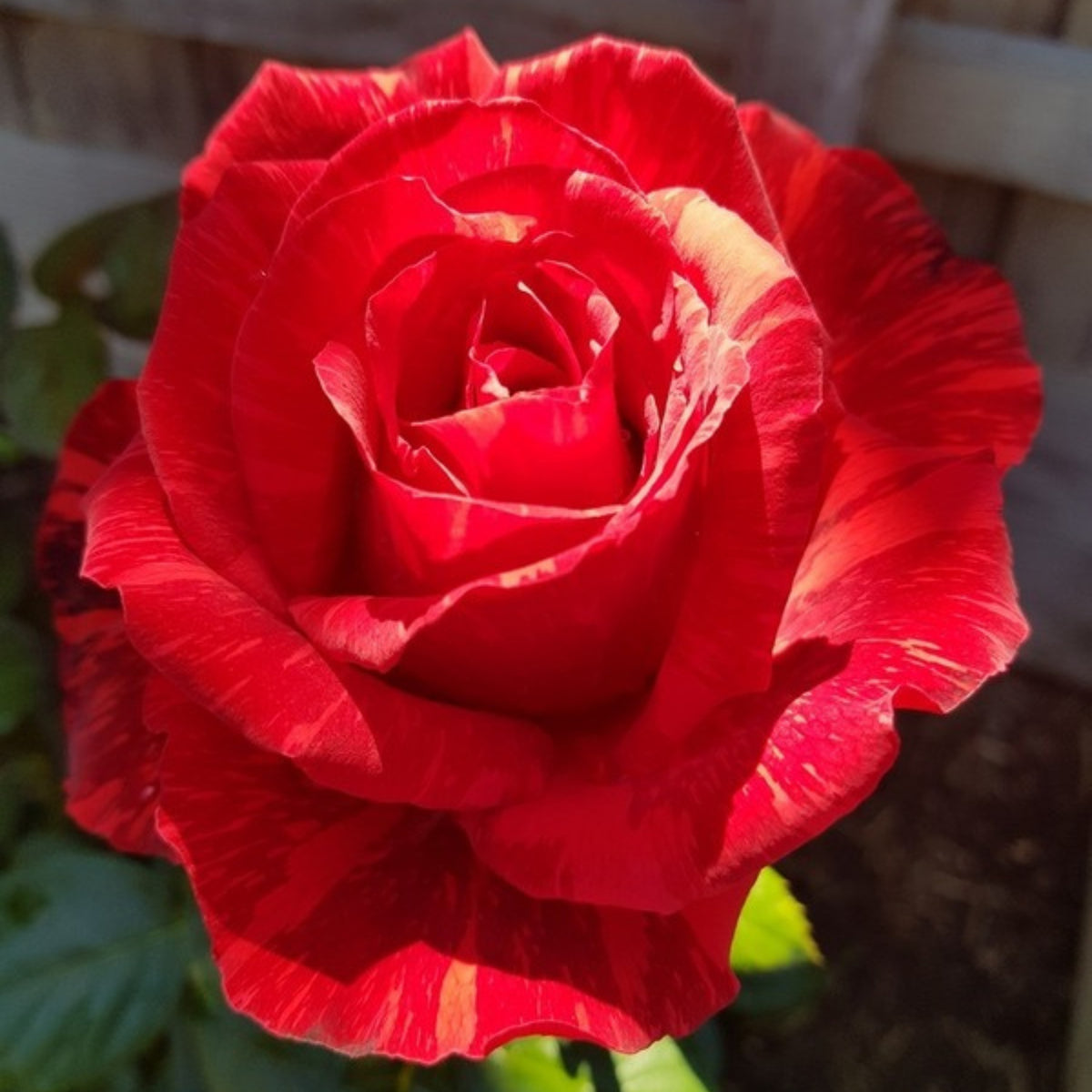 Red Intuition Perennial Rose Seeds - Garden Rose, 30+ seeds