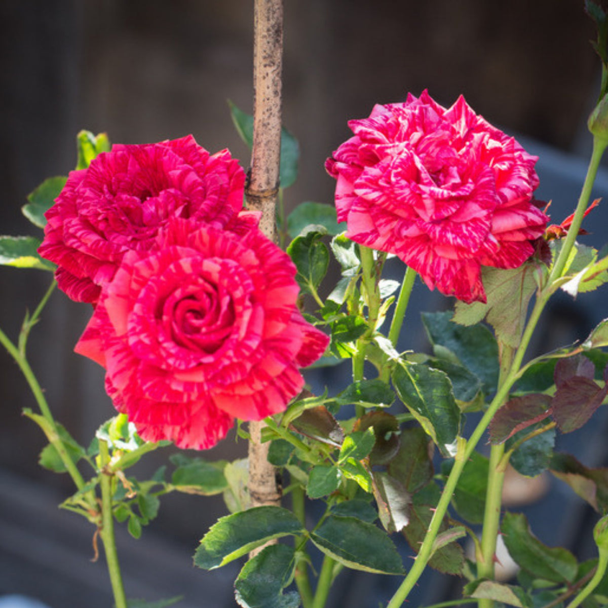 Red Intuition Perennial Rose Seeds - Garden Rose, 30+ seeds