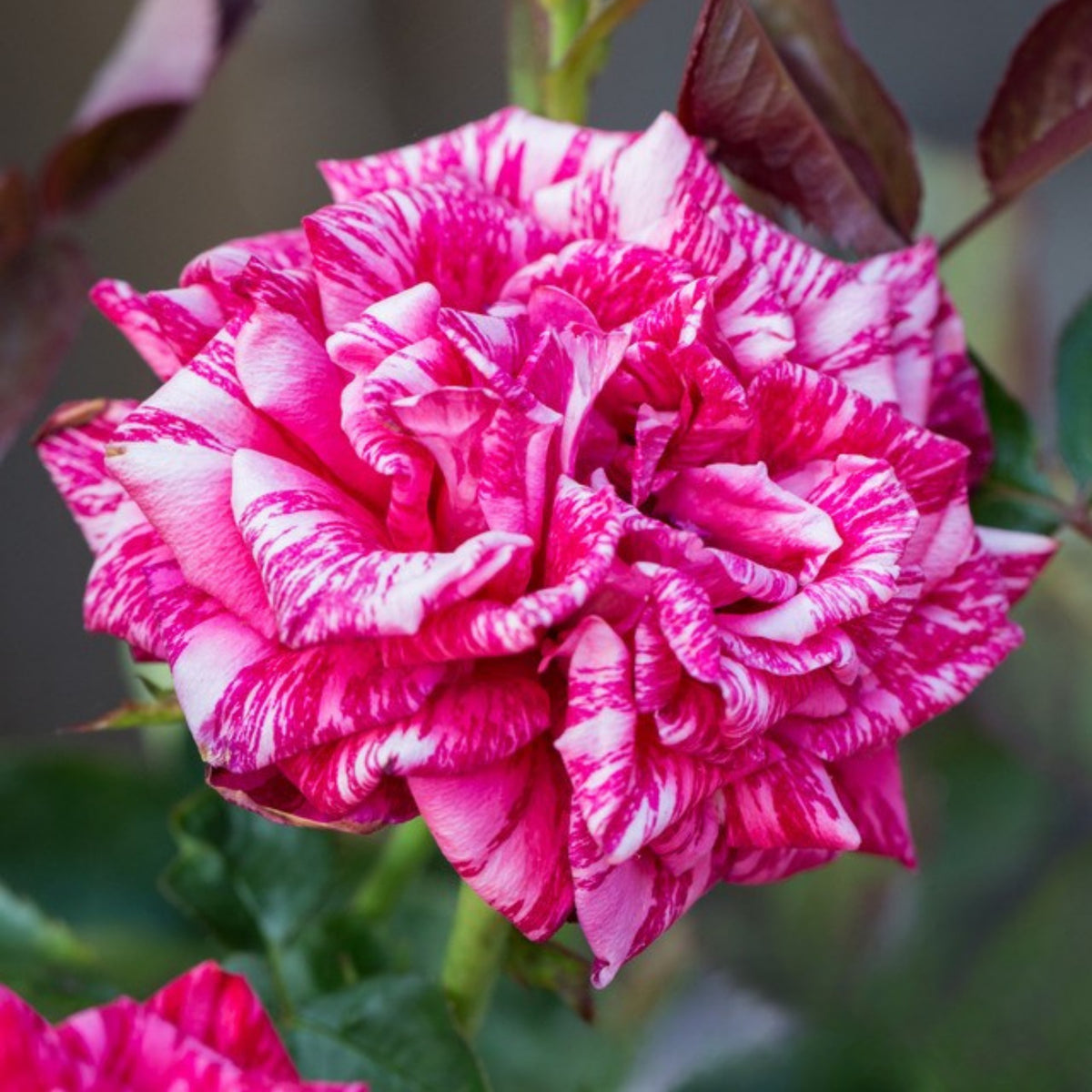 Red Intuition Perennial Rose Seeds - Garden Rose, 30+ seeds