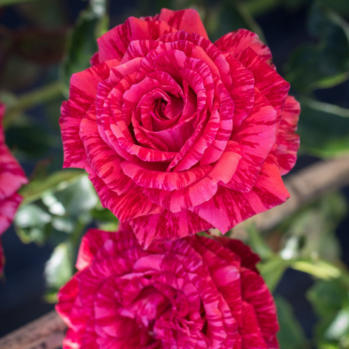 Red Intuition Perennial Rose Seeds - Garden Rose, 30+ seeds