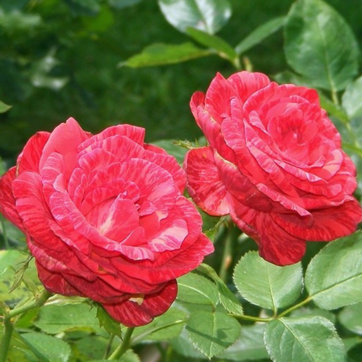 Red Intuition Perennial Rose Seeds - Garden Rose, 30+ seeds