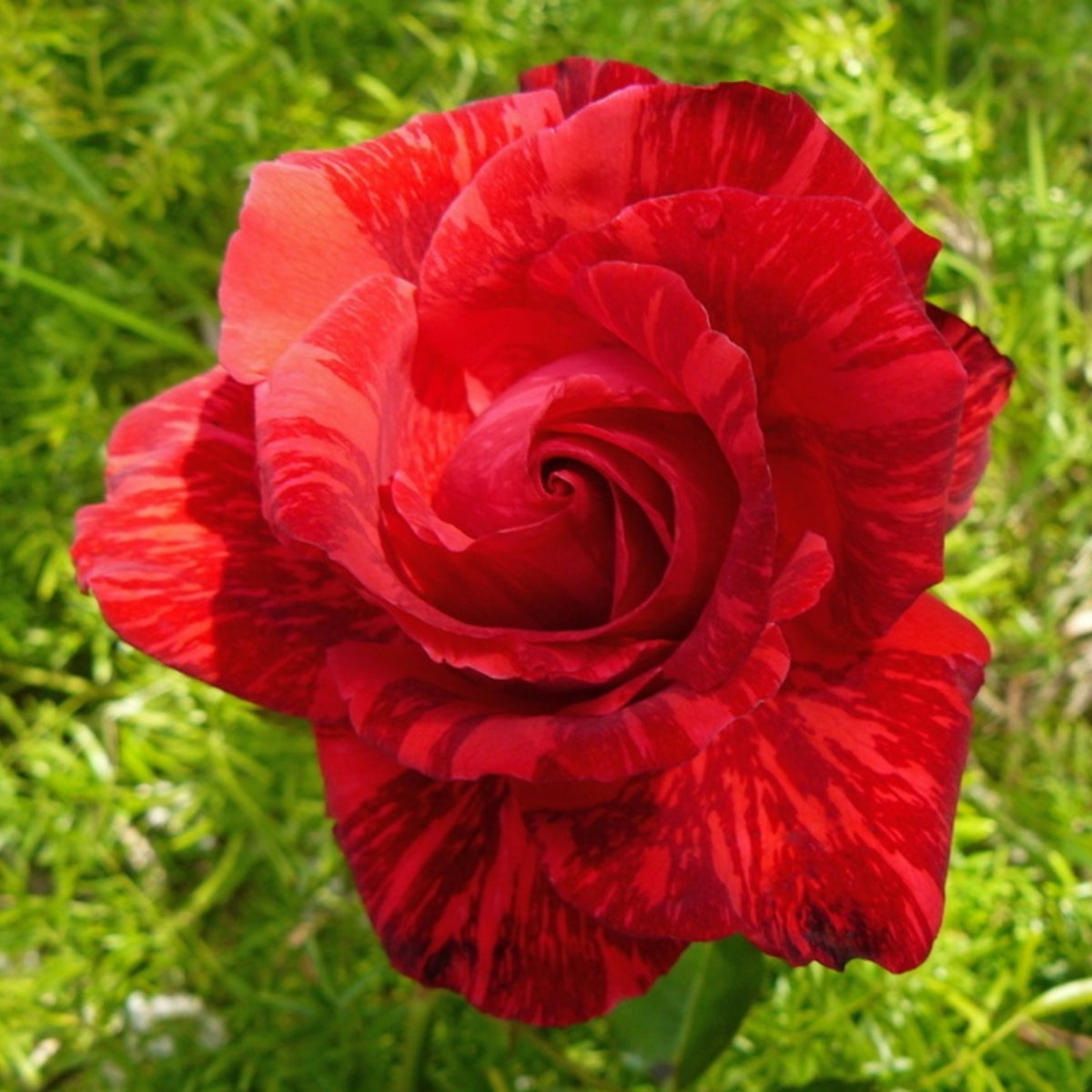 Red Intuition Perennial Rose Seeds - Garden Rose, 30+ seeds
