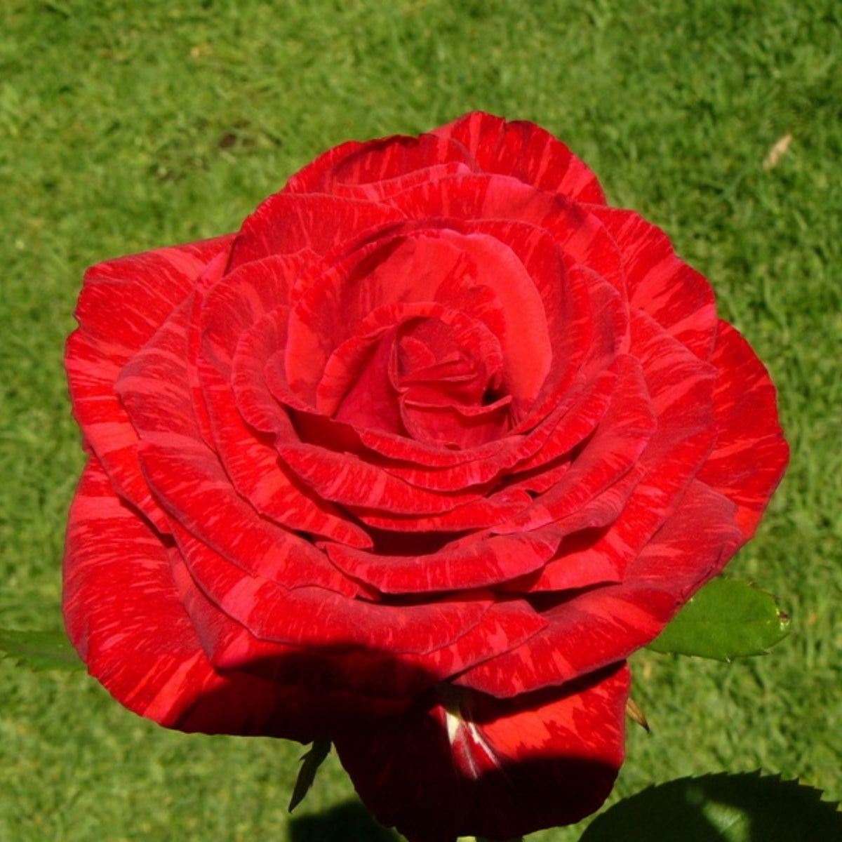 Red Intuition Perennial Rose Seeds - Garden Rose, 30+ seeds