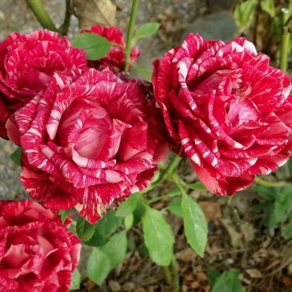 Red Intuition Perennial Rose Seeds - Garden Rose, 30+ seeds