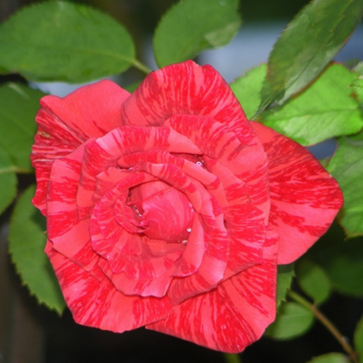 Red Intuition Perennial Rose Seeds - Garden Rose, 30+ seeds