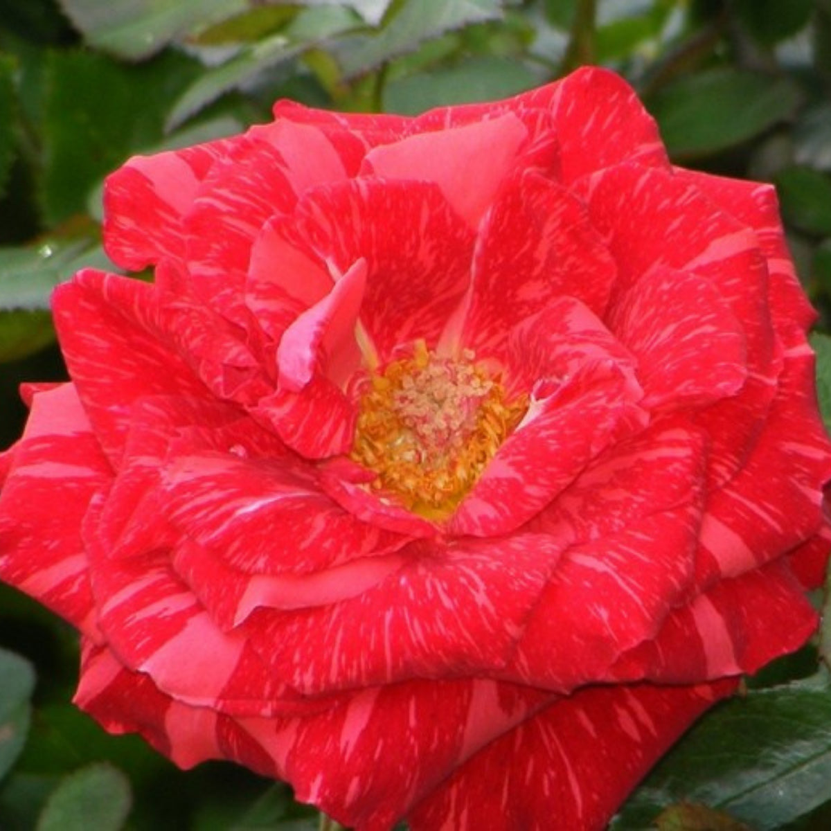 Red Intuition Perennial Rose Seeds - Garden Rose, 30+ seeds