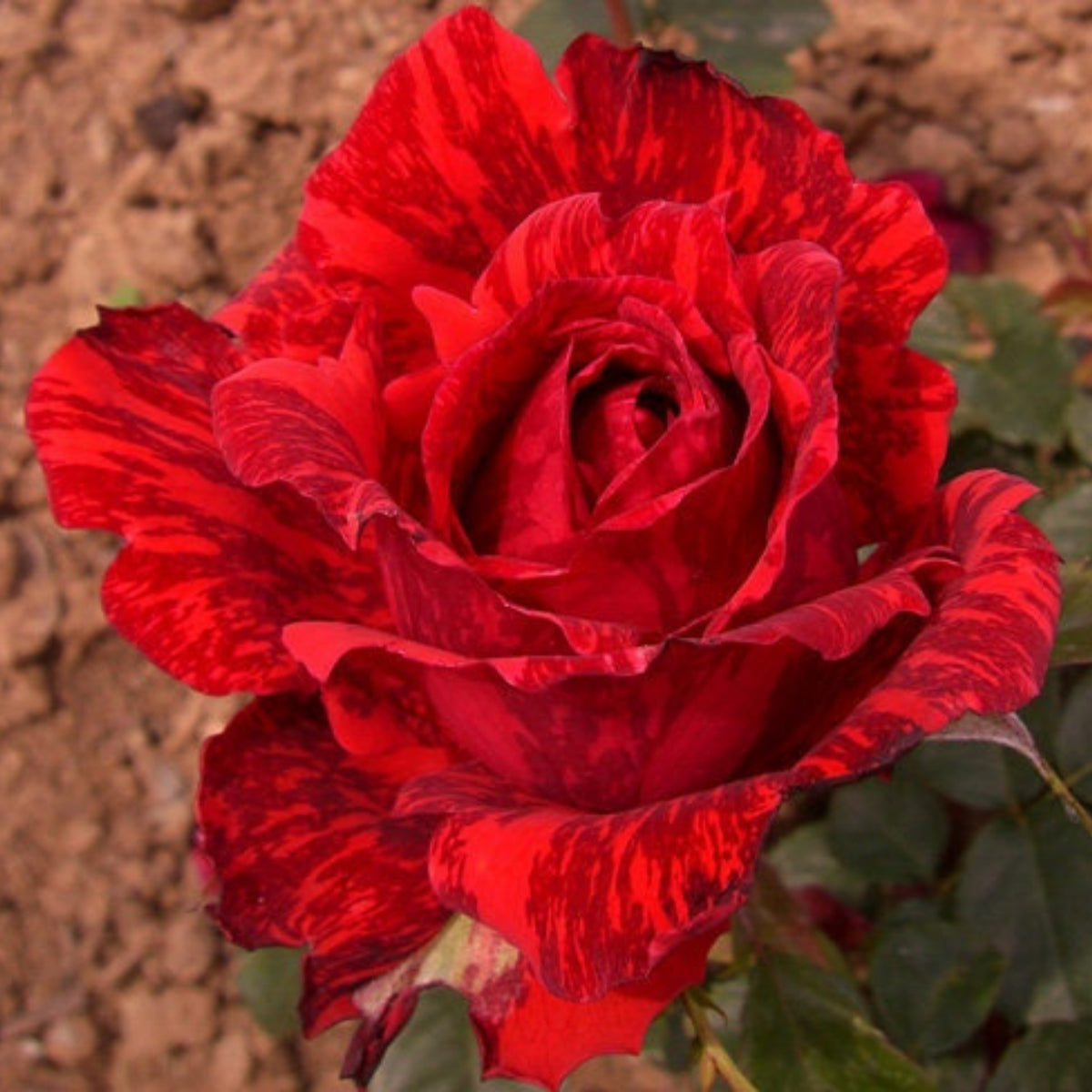 Red Intuition Perennial Rose Seeds - Garden Rose, 30+ seeds