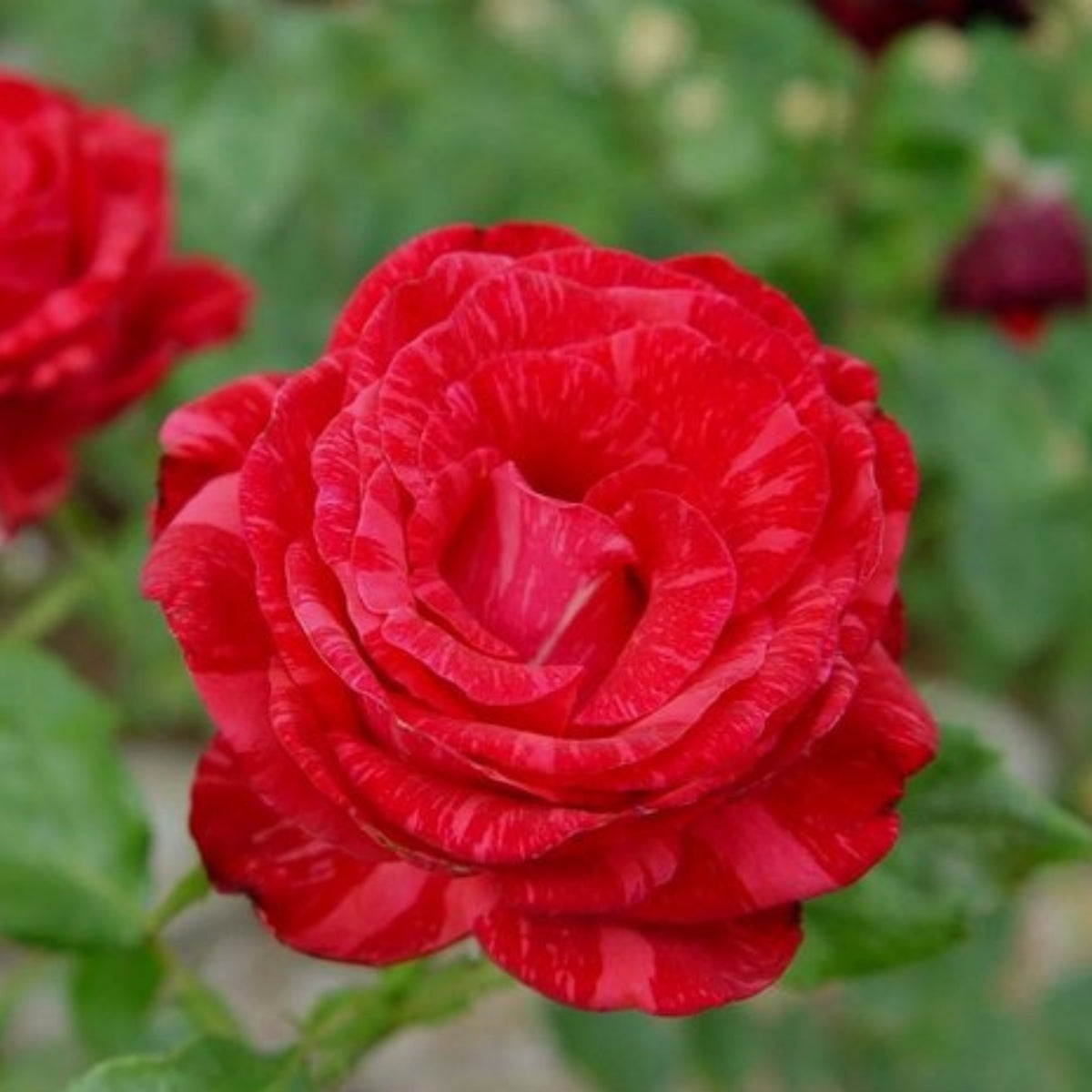 Red Intuition Perennial Rose Seeds - Garden Rose, 30+ seeds
