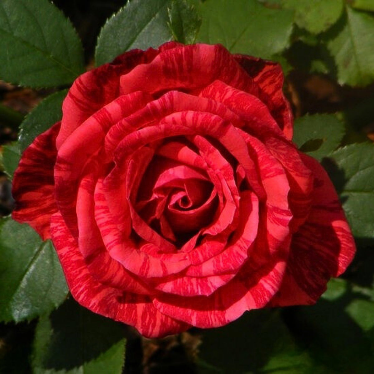 Red Intuition Perennial Rose Seeds - Garden Rose, 30+ seeds