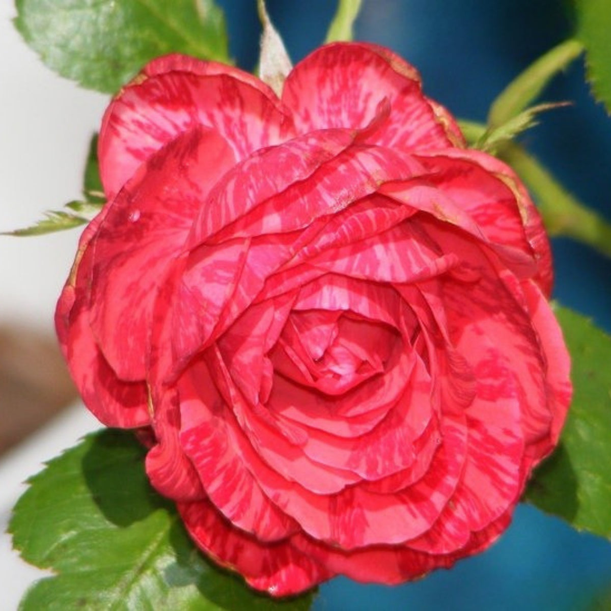 Red Intuition Perennial Rose Seeds - Garden Rose, 30+ seeds