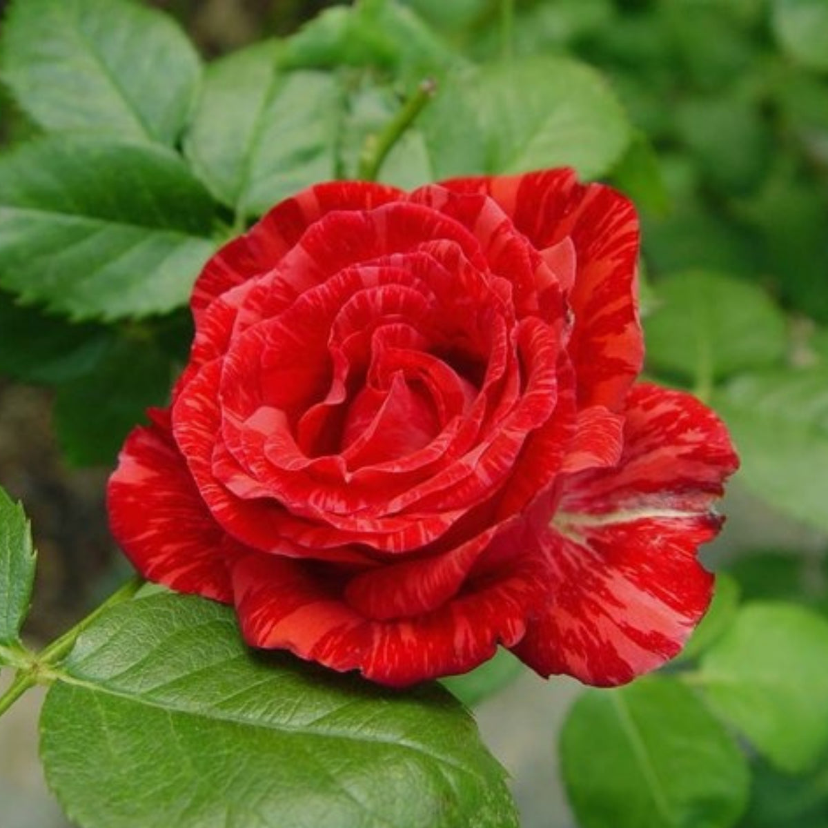 Red Intuition Perennial Rose Seeds - Garden Rose, 30+ seeds
