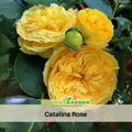 30+ Seeds| Catalina Rose Perennial Seeds - Garden Rose - Elegant Pink Blooms - Long Blooming - Ornamental Flower - Cottage Garden #1177