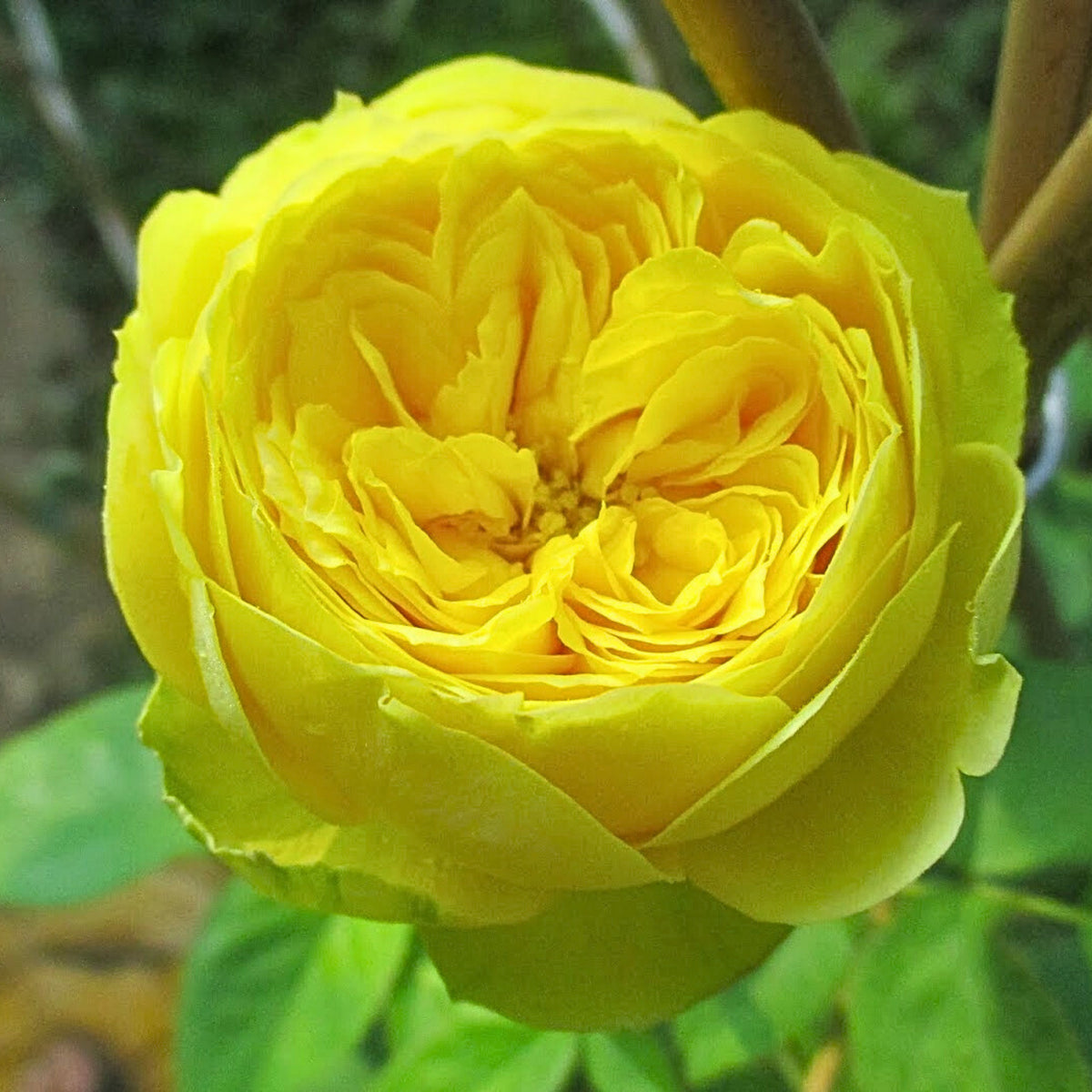 Catalina Rose Perennial Seeds - Garden Rose, 30+ seeds