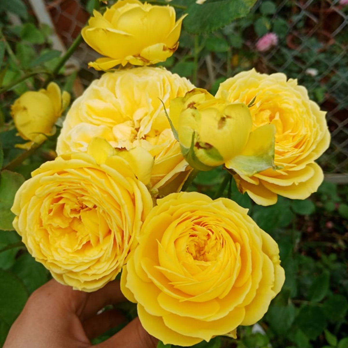 Catalina Rose Perennial Seeds - Garden Rose, 30+ seeds