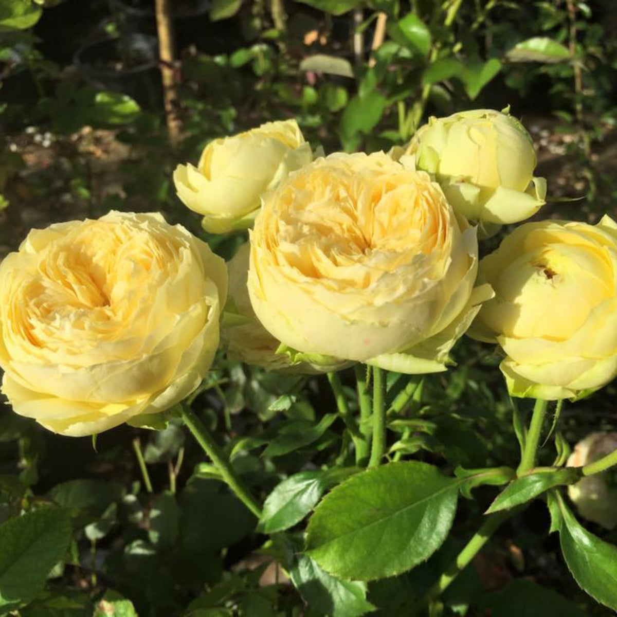 Catalina Rose Perennial Seeds - Garden Rose, 30+ seeds