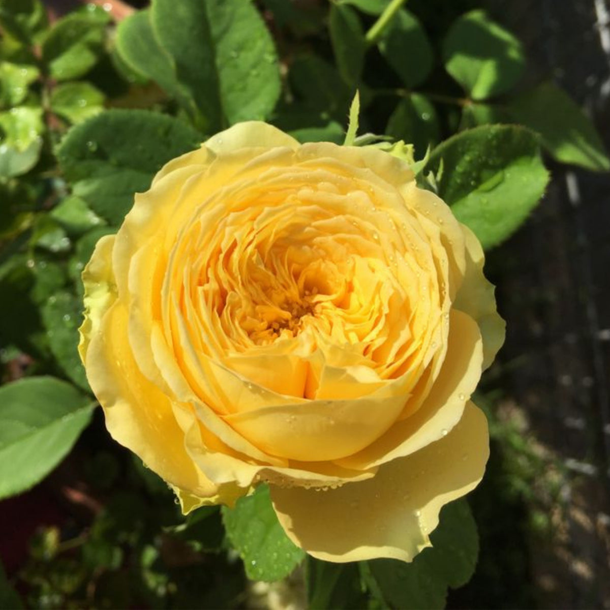 Catalina Rose Perennial Seeds - Garden Rose, 30+ seeds
