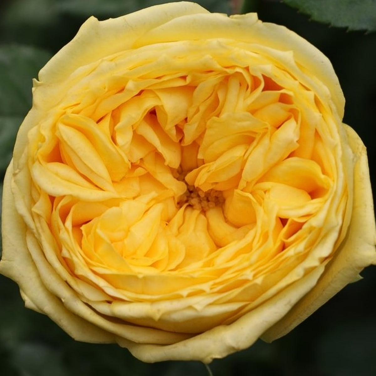 Catalina Rose Perennial Seeds - Garden Rose, 30+ seeds