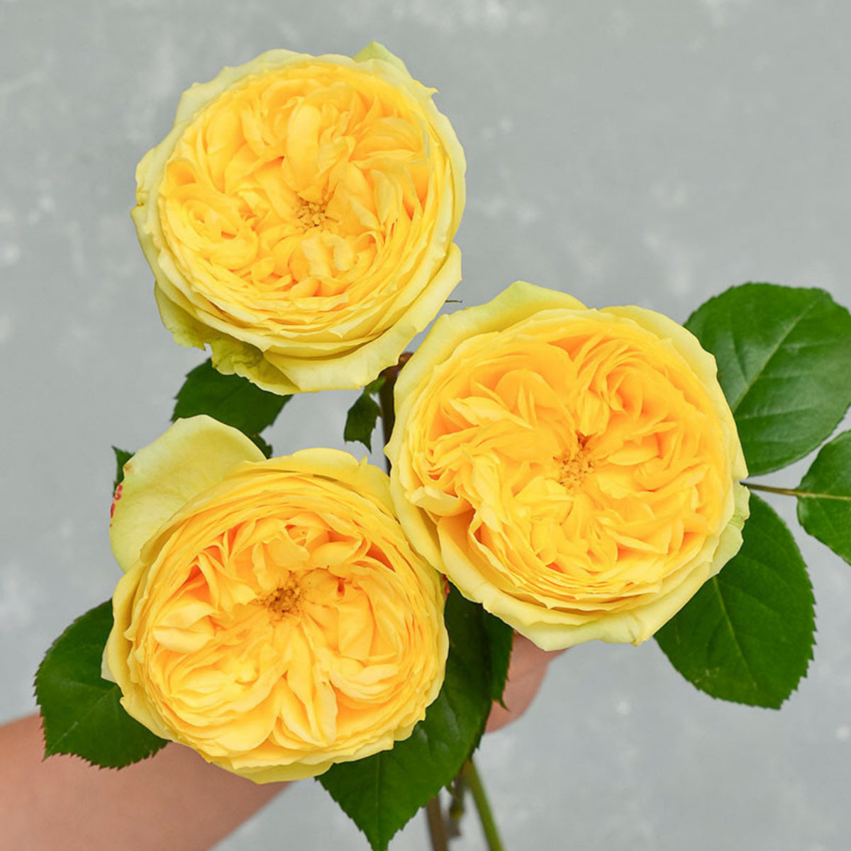 Catalina Rose Perennial Seeds - Garden Rose, 30+ seeds
