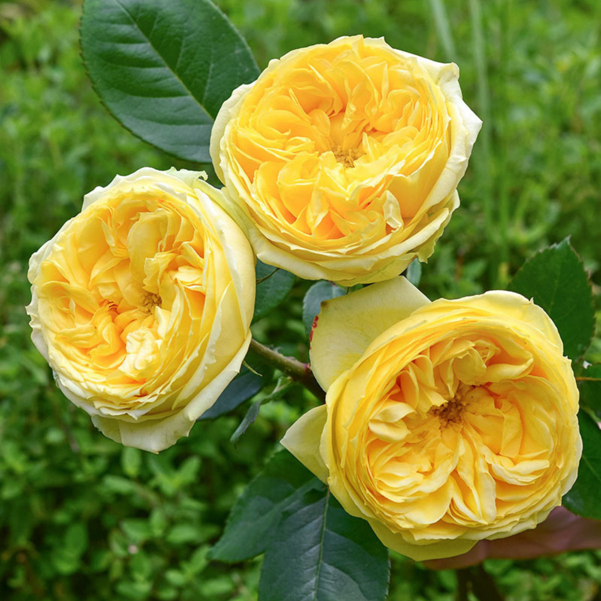 Catalina Rose Perennial Seeds - Garden Rose, 30+ seeds