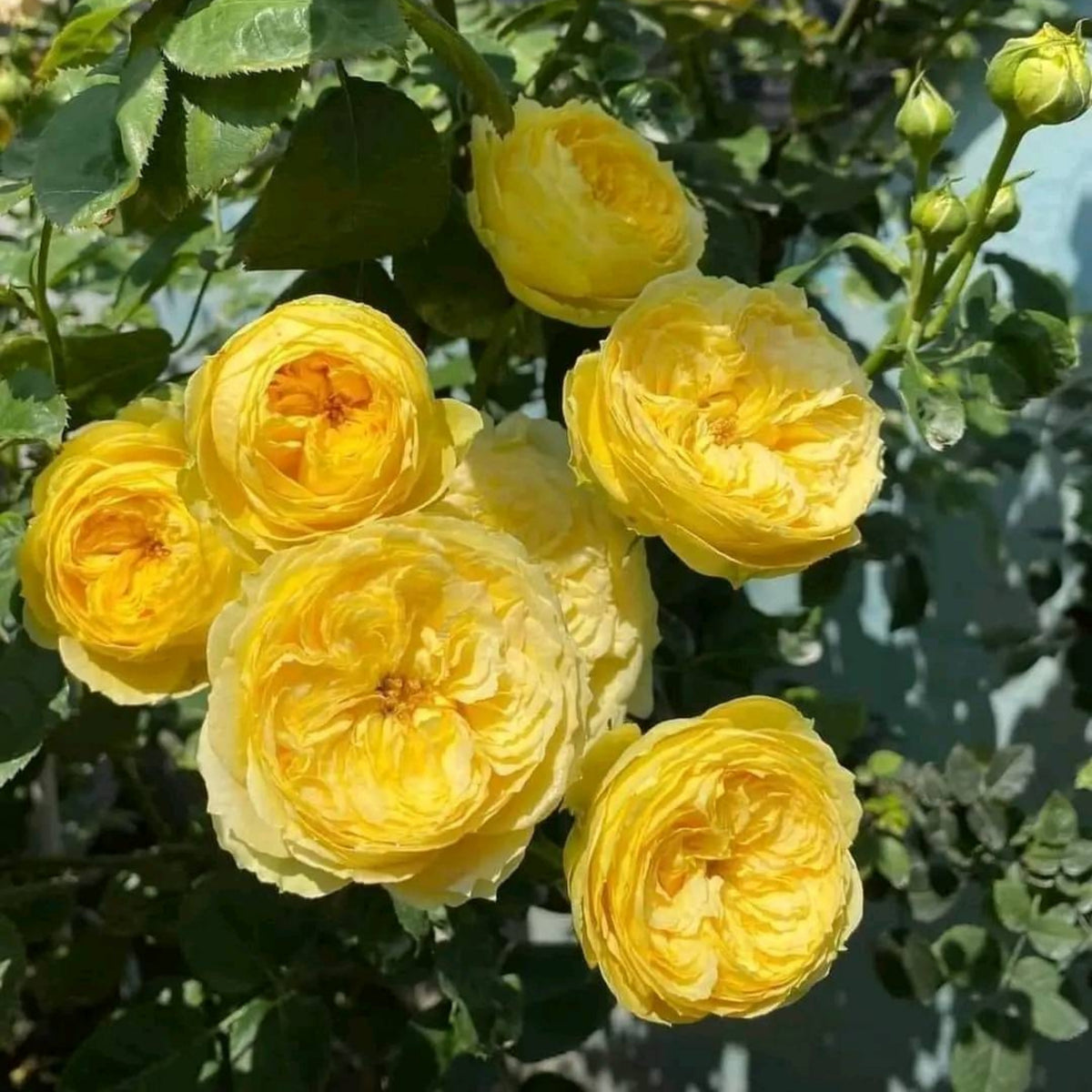 Catalina Rose Perennial Seeds - Garden Rose, 30+ seeds