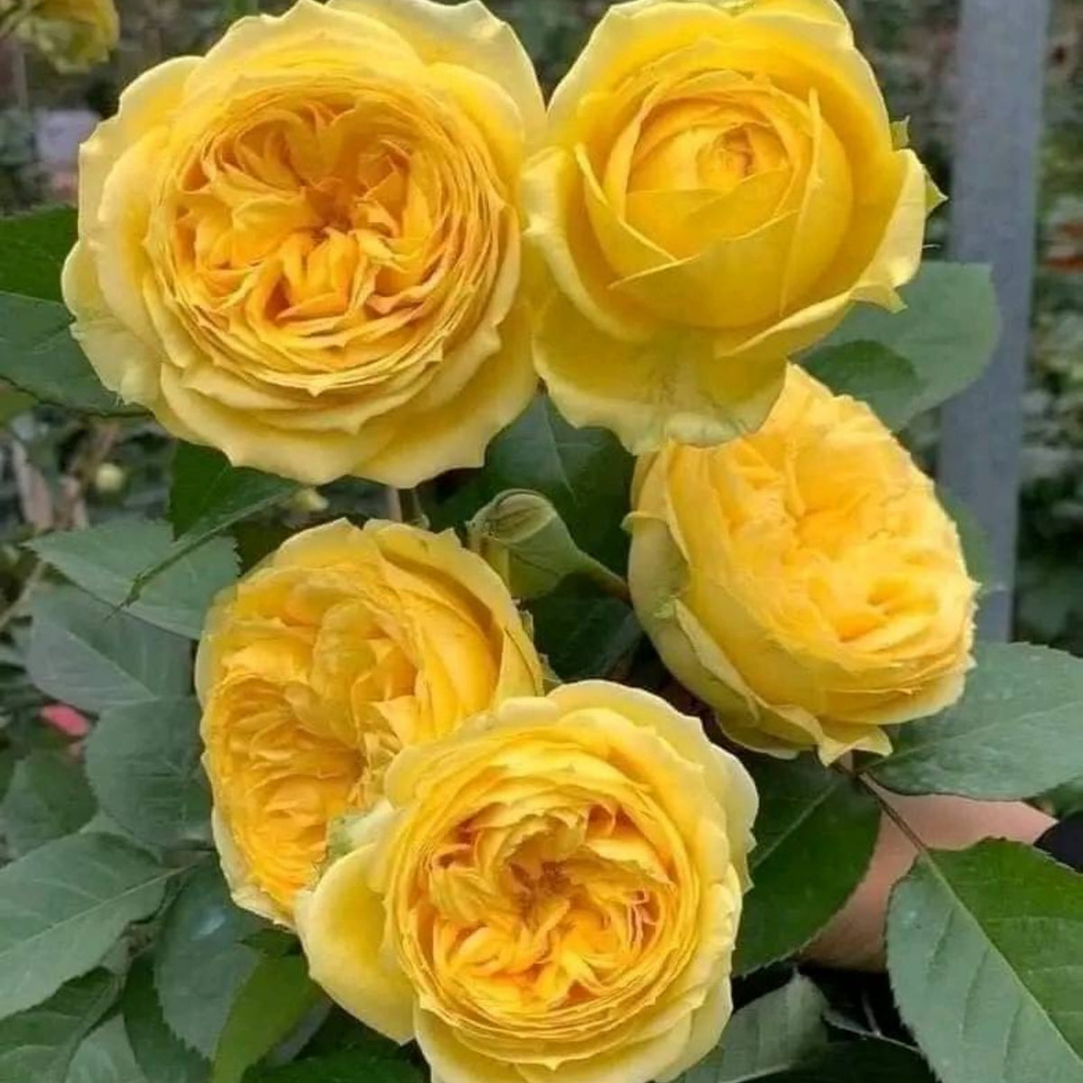 Catalina Rose Perennial Seeds - Garden Rose, 30+ seeds