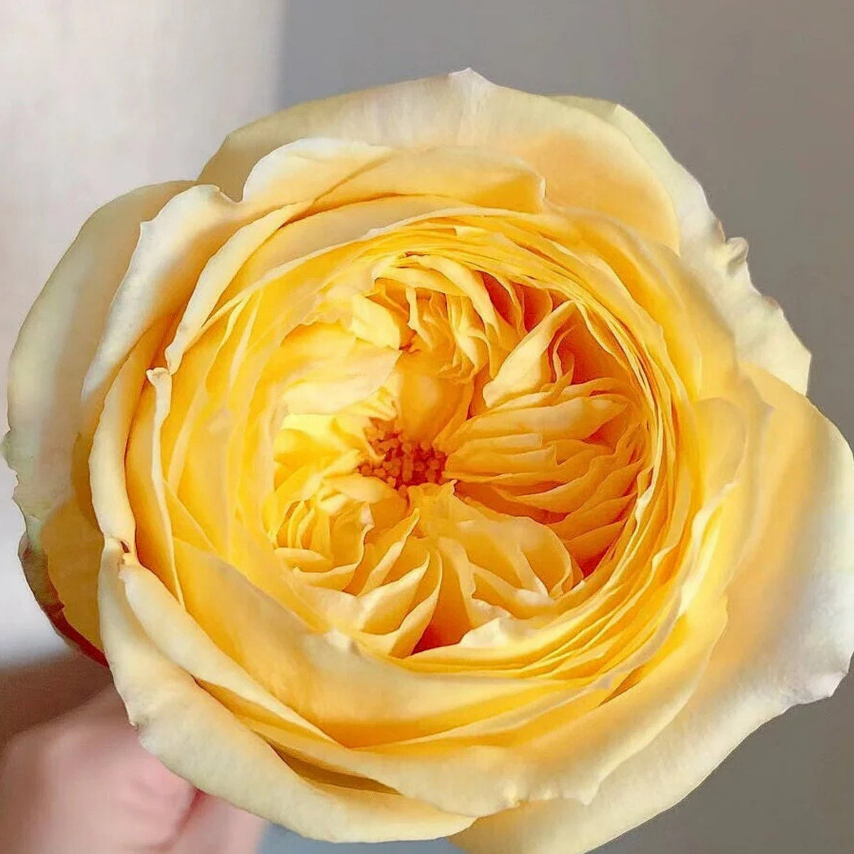 Catalina Rose Perennial Seeds - Garden Rose, 30+ seeds