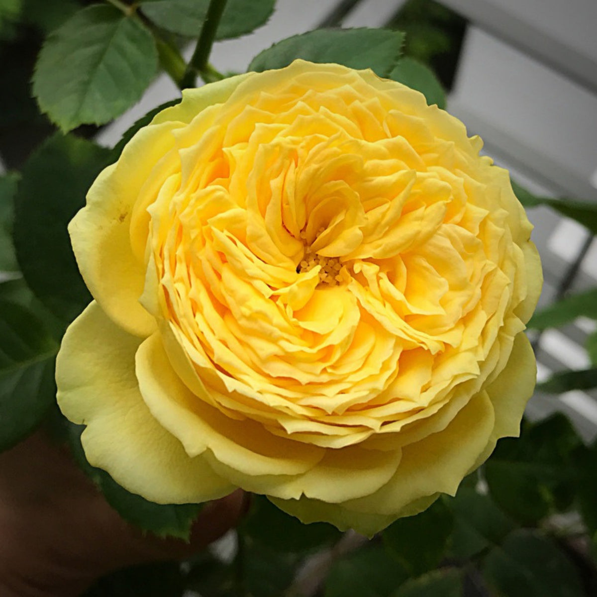 Catalina Rose Perennial Seeds - Garden Rose, 30+ seeds