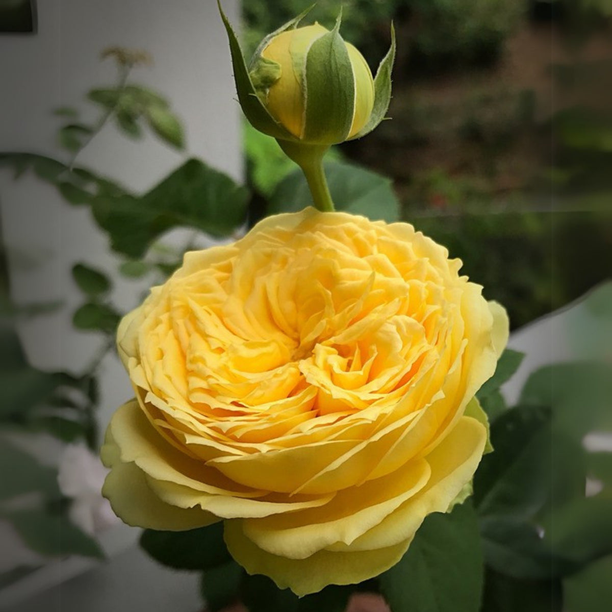 Catalina Rose Perennial Seeds - Garden Rose, 30+ seeds