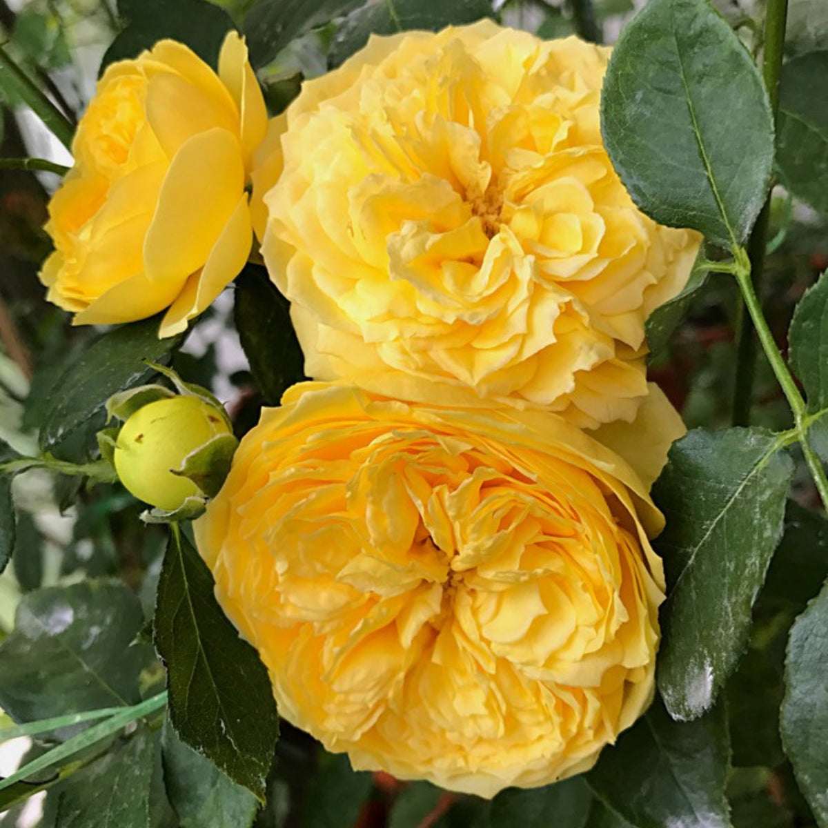 Catalina Rose Perennial Seeds - Garden Rose, 30+ seeds