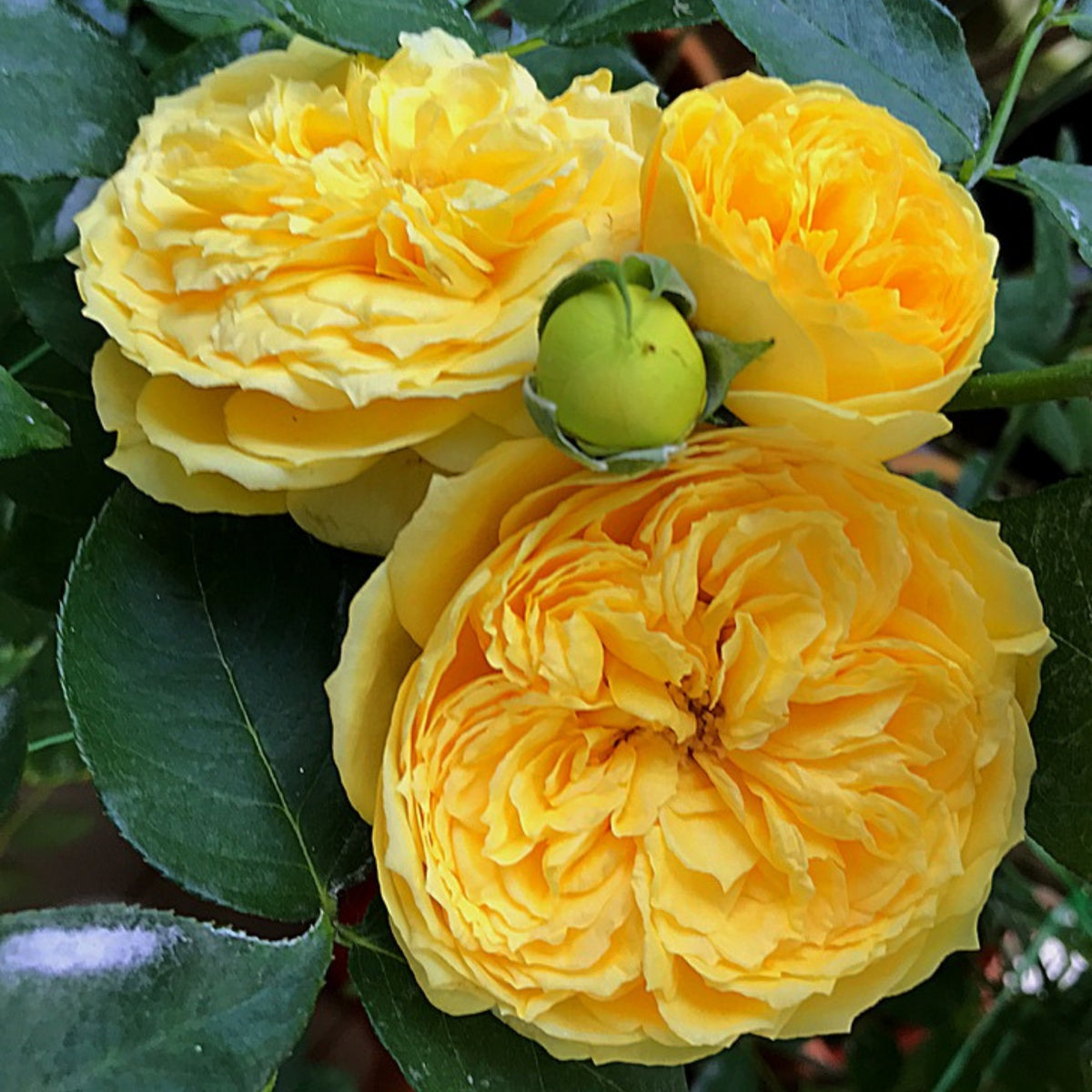 Catalina Rose Perennial Seeds - Garden Rose, 30+ seeds