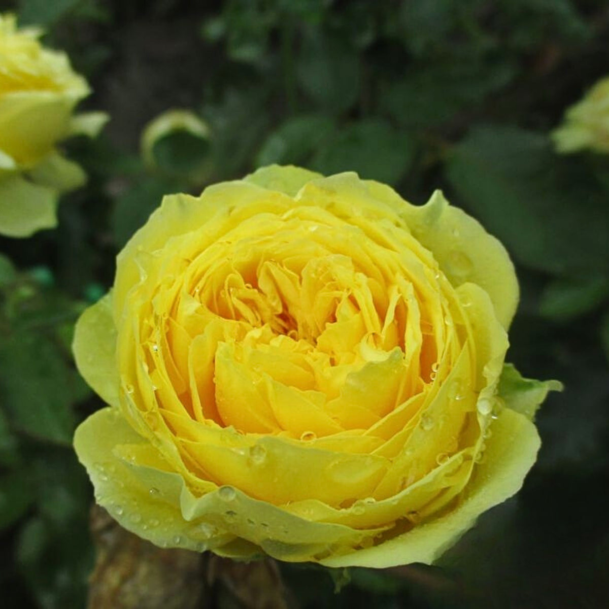 Catalina Rose Perennial Seeds - Garden Rose, 30+ seeds