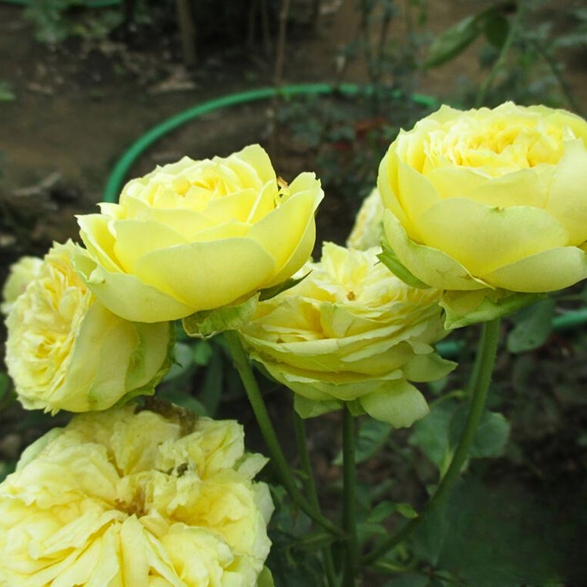 Catalina Rose Perennial Seeds - Garden Rose, 30+ seeds
