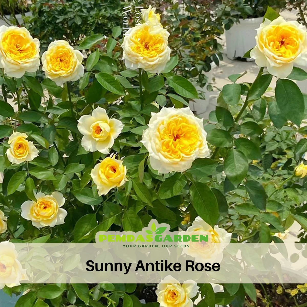 Sunny Antike Perennial Rose Seeds - Garden Rose, 30+ seeds