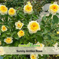30+ Seeds| Sunny Antike Perennial Rose Seeds - Garden Rose - Golden Yellow Blooms - Long Blooming - Ornamental Flower - Cottage Garden#1178