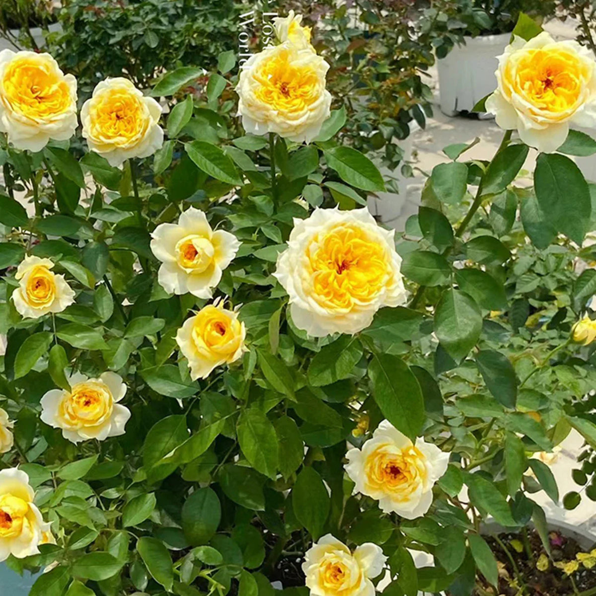 Sunny Antike Perennial Rose Seeds - Garden Rose, 30+ seeds