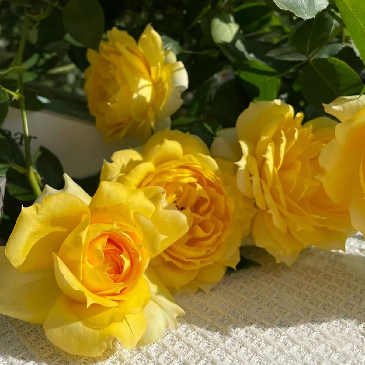 Sunny Antike Perennial Rose Seeds - Garden Rose, 30+ seeds