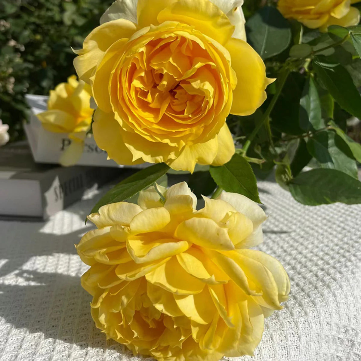 Sunny Antike Perennial Rose Seeds - Garden Rose, 30+ seeds