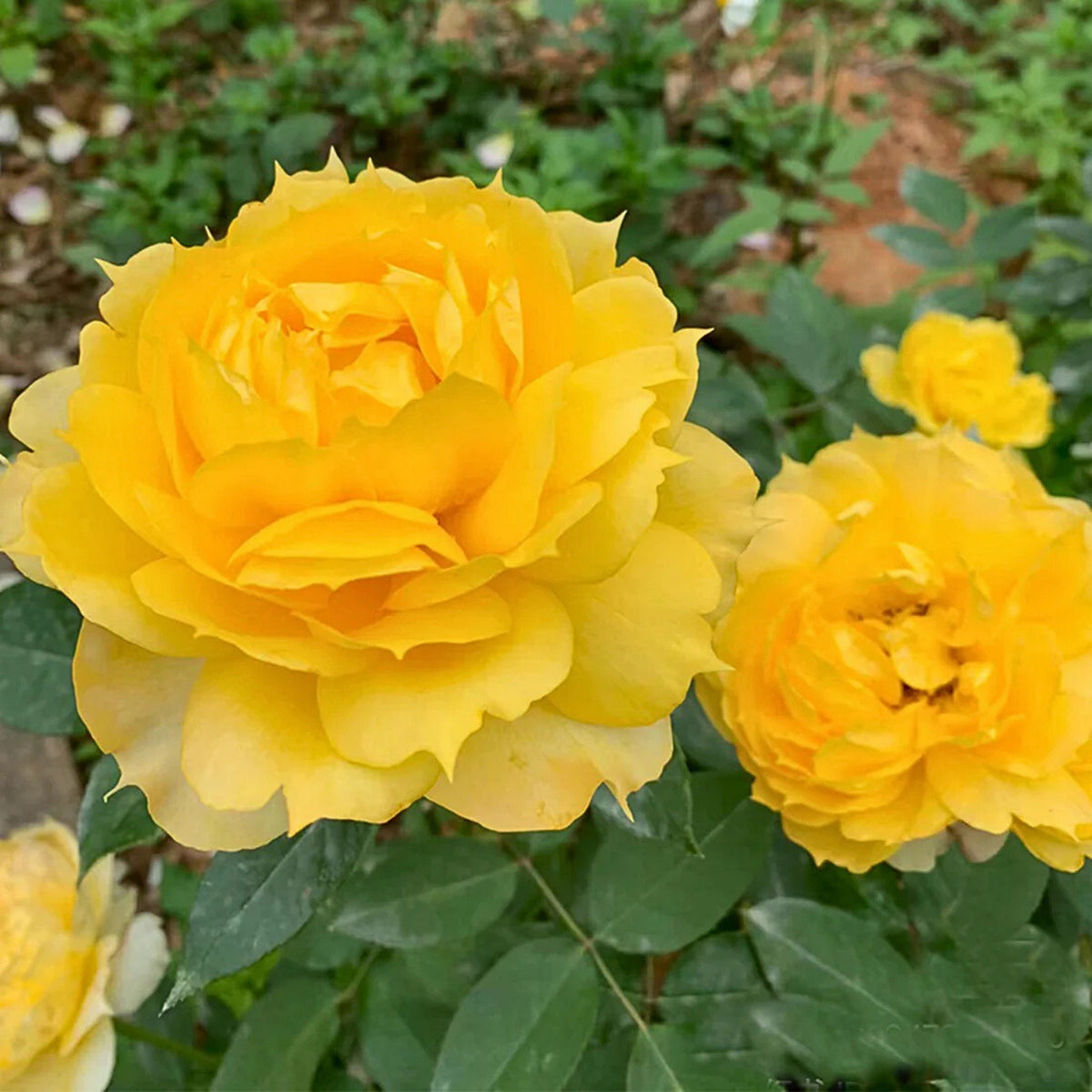 Sunny Antike Perennial Rose Seeds - Garden Rose, 30+ seeds